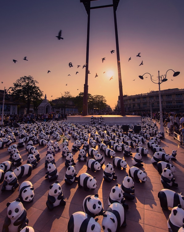 1600 Pandas