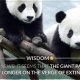 Giant Panda Extinction