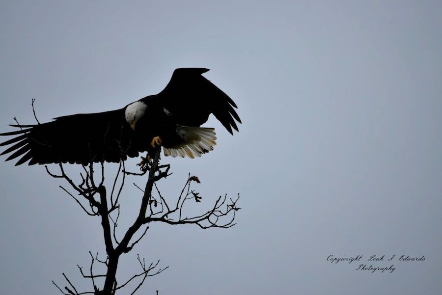 Adult Bald Eagle Taking A Majestic Bow