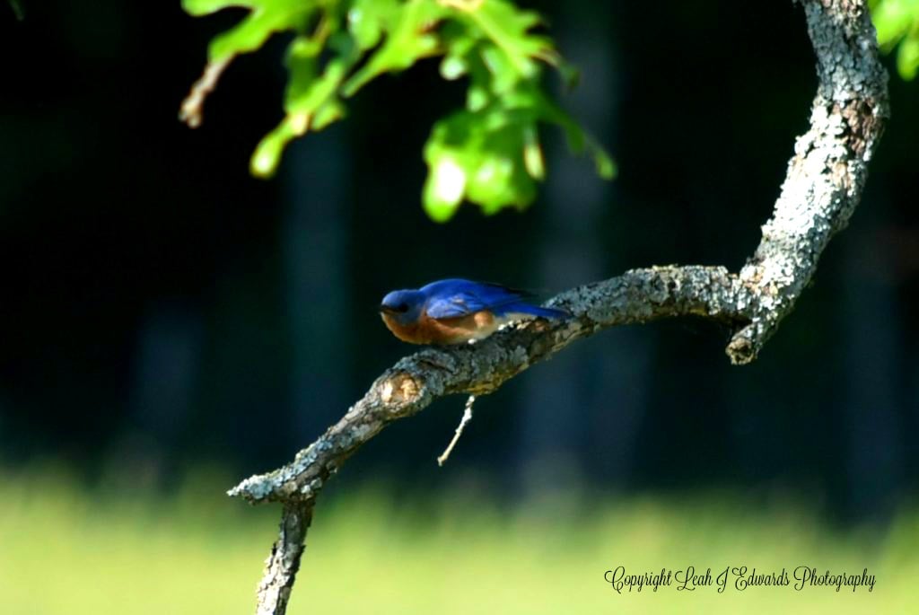 The Eastern Bluebird